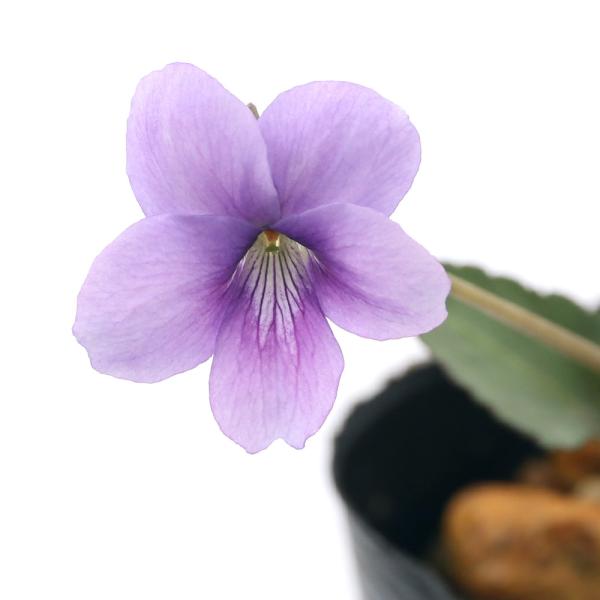 苗 スミレの人気商品 通販 価格比較 価格 Com