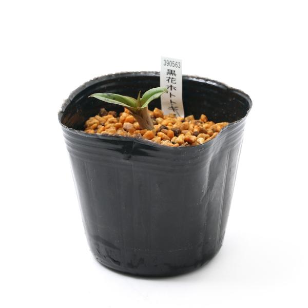 iR쑐jzggMXimCj@NoizggMXiԓmCj@RiP|bgjixԁj