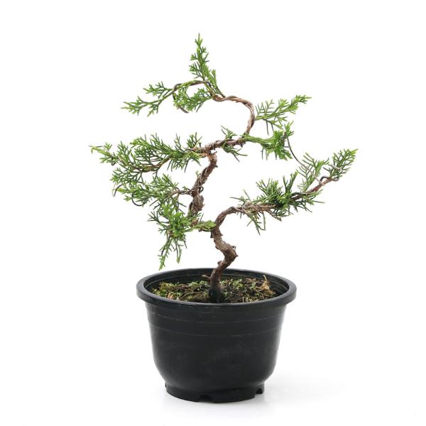 �i�R�쑐�j�~�́@�r���N�V���@������^���@�S���i�P�|�b�g�j