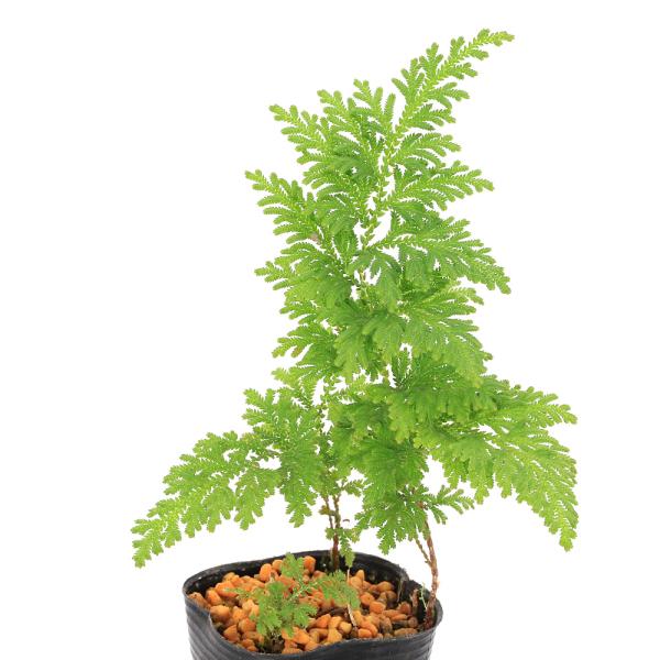 kotenplant　山野草　観葉植物　園芸　ガーデニング　ビバリウム　アクアテラリウム　パルダリウム　水草　イワヒバ　セラギネラ　Selaginella　tamariscina　イワマツ　岩松　育て方　育成方法　栽培方法　シダ　羊歯　カタ...