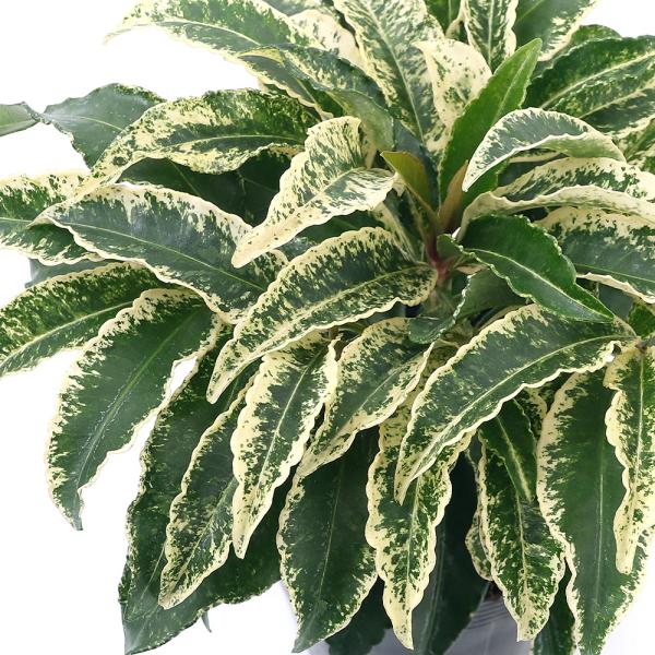 iR쑐j~́@in@QiAP{m^CzEj@SiP|bgj