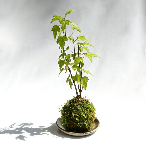 _gardening　_interior　ガーデニング　all_plants　花　苗　植物　植物生体　ガーデニング生体　育て方　育成方法　栽培方法　こけだま　こけ玉　20230721　2023kouki　ｙ23ｍ07　ＴＩ　モミジ　紅葉　も...