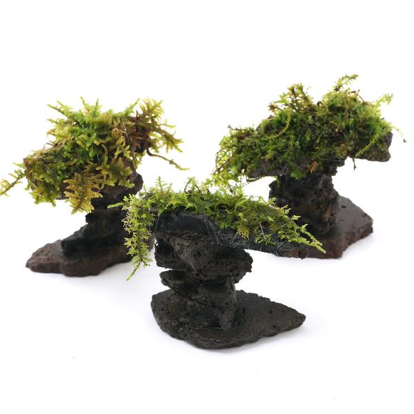 ieEjĂ܂ەt{P[m^[iPj