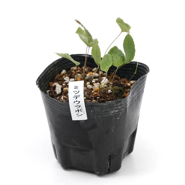 iR쑐jV_irj~cfE{ViOc藠jRiP|bgjΐN@A