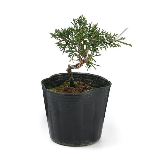 iR쑐j~́@rNV@CgCKVpNi^jRiP|bgjixԁj