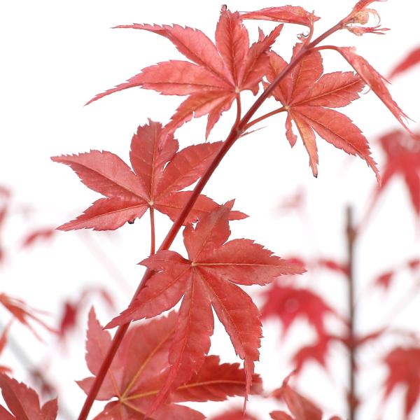 i~́j~W@óXifVEWEjSO`VOx@SiPjixԁj