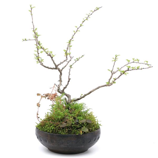 梅 鉢植えの人気商品 通販 価格比較 価格 Com