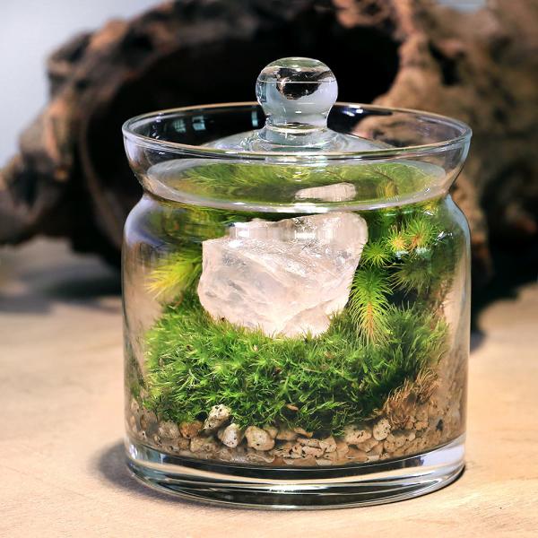 チャーム（ペット） （観葉植物）苔テラリウム 鉱石レイアウト