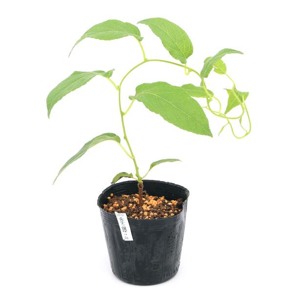 山野草　ハーブ　ミニキウイ　キウイベリー　ベビーキウイ　デザートキウイ　カクテルキウイ　Ａｃｔｉｎｉｄｉａ　ａｒｇｕｔａ　果樹苗　植物　植物生体　ガーデニング生体　ガーデニング　果物　苗　サルナシ　育て方　育成方法　栽培方法　観葉植物　猿梨...