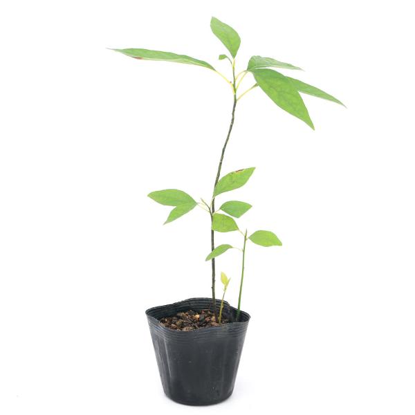 _kame　_hachu　山野草　盆栽　ガーデニング　観葉植物　園芸　花　苗　植物　植物生体　ガーデニング生体　_gardening　育て方　山草　落葉小低木　育成方法　栽培方法　庭木　シンボルツリー　樹木苗　樹木　クロモジ　クスノキ科　つ...