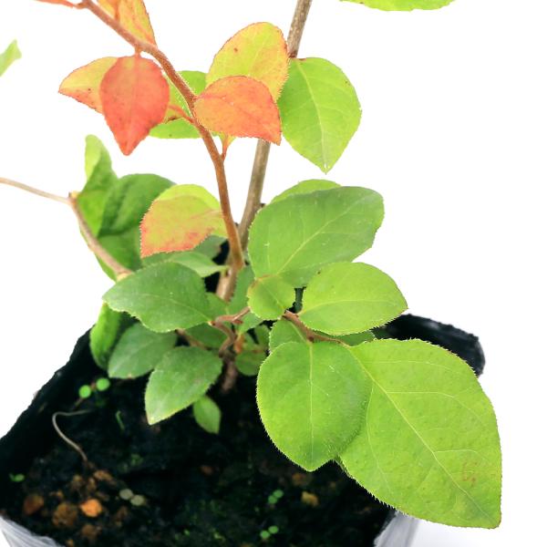 _gardening　ガーデニング　山野草　植物　植物生体　ガーデニング生体　育て方　育成方法　栽培方法　ツツジ科　スノキ属　Ｖａｃｃｉｎｉｕｍ　ｕｌｉｇｉｎｏｓｕｍ　ｖａｒ．ａｌｐｉｎｕｍ　Ｌｉｎｄｅｒａ　ｕｍｂｅｌｌａｔａ