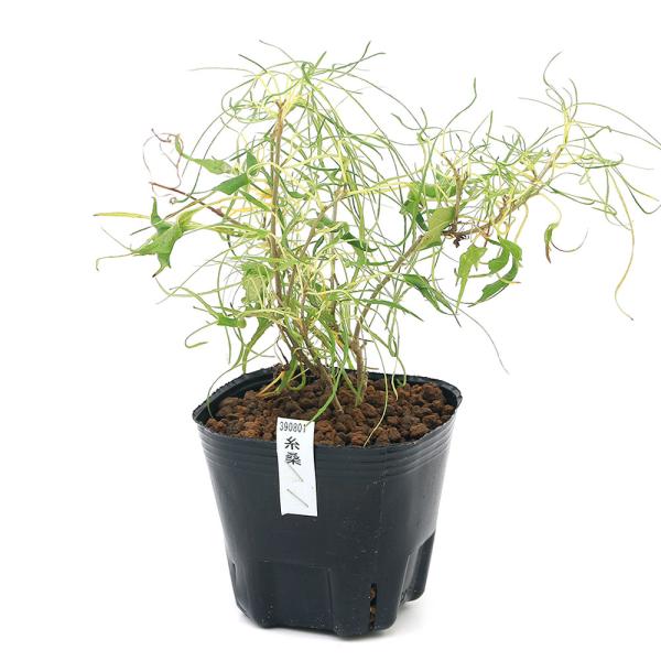 観葉植物　090list　_gardening　opa2_delete　ガーデニング　山野草　苗　果樹　マルベリー　ドドメ　Ｍｏｒｕｓ　ｉｈｏｕ　ｂｏｍｂｙｃｉｓ　ａｌｂａ　植物　植物生体　ガーデニング生体　育て方　育成方法　栽培方法　糸桑...