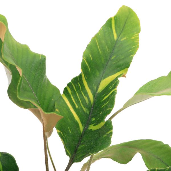 チャーム（charm） （山野草）シダ（羊歯）斑入りヒトツバ 黄金錦 3号