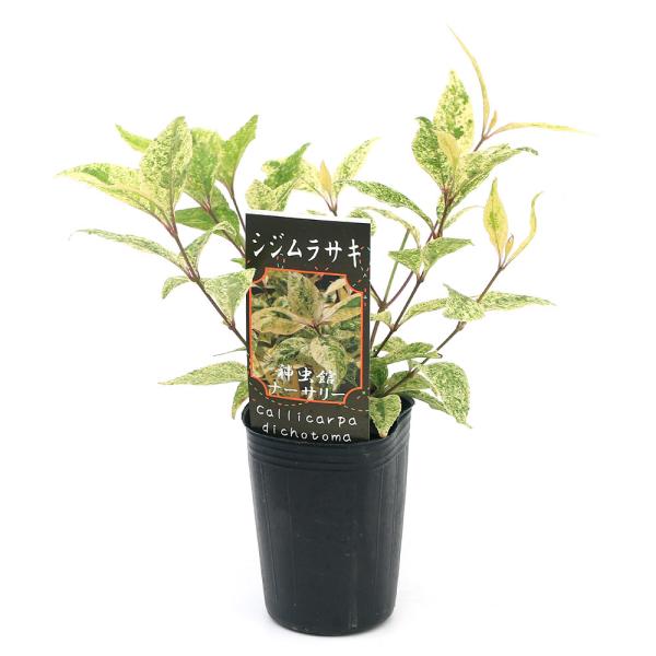 _gardening　ガーデニング　山野草　シソ科　Callicarpa　japonica　花壇苗　苗　ムラサキシキブ　紫式部　シジムラサキ　紫紫紫　斑入り　斑入　フイリ　植物　植物生体　ガーデニング生体　育て方　育成方法　栽培方法　ムラサ...