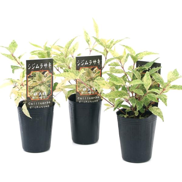 山野草）ムラサキシキブ シジムラサキ （紫々紫）3〜4号（1ポット