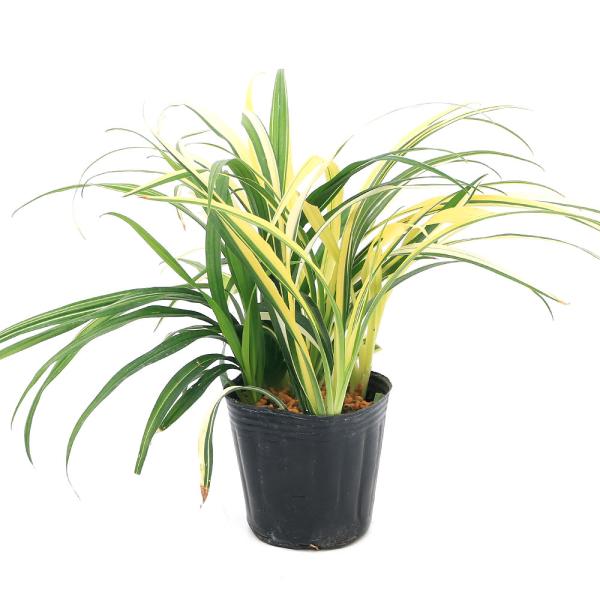 _gardening　ガーデニング　山野草　植物　植物生体　ガーデニング生体　育て方　育成方法　栽培方法　ユリ　ユリ科　秋開花　キチジョウソウ　吉祥草　opa2_delet　フイリキチジョウソウ　斑入りキチジョウソウ　斑入り吉祥草　グランド...