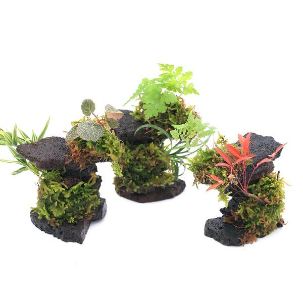 _gardening　山野草　観葉植物　ガーデニング　ビバリウム　アクアテラリウム　パルダリウム　水草　着生シダ　Lemmaphyllum　microphyllum　PxOFV6s_bitp　植物　植物生体　ガーデニング生体　育て方　育成方...