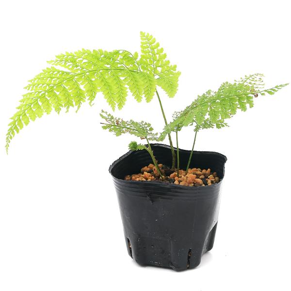 _kame　_gardening　観葉植物　園芸　ガーデニング　ビバリウム　アクアテラリウム　パルダリウム　水草　シダ　育て方　育成方法　栽培方法　オシダ科　カナワラビ属　常緑性　多年性　多年草　羊歯植物　シダ植物　古典園芸　りょうめんしだ...