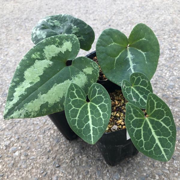 kotenplant　_gardening　ガーデニング　山野草　３号　Ａｓａｒｕｍ　ｋｏｏｙａｎａ　ｖａｒ．　ｎｉｐｐｏｎｉｃａ　ｎｉｐｐｏｎｉｃｕｍ　ウマノスズクサ　20170426　ＭＳ　育て方　育成方法　栽培方法　bnr_hrgmg...