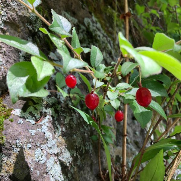 _gardening　ガーデニング　花　苗　植物　植物生体　ガーデニング生体　育て方　育成方法　栽培方法　opa2_delete　スイカズラ科スイカズラ属　落葉低木　ウグイスノキ　ヤマウグイスカグラ　Ｌｏｎｉｃｅｒａ　ｇｒａｃｉｌｉｐｅｓ　...