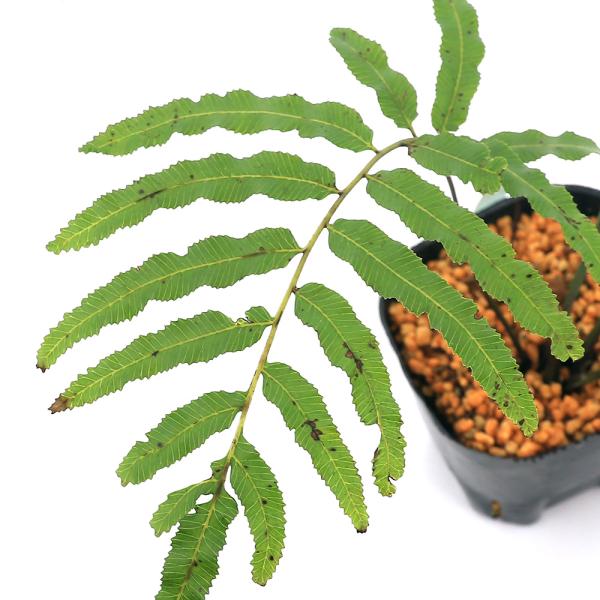 _gardening　観葉植物　園芸　ガーデニング　ビバリウム　テラリウム　パルダリウム　育て方　育成方法　栽培方法　草花盆栽　和盆栽　多年性　多年草　羊歯植物　シダ植物　シダ　ゼンマイ　薇　品種　種類　キジノオシダ科　キジノオシダ属　Ｐｌ...