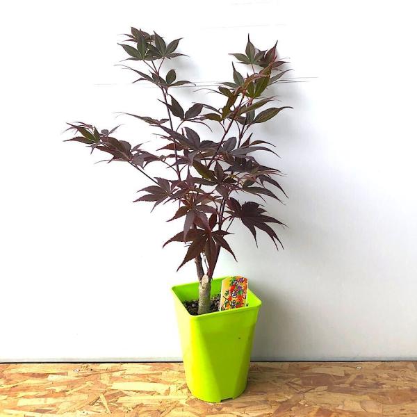 _gardening　観葉植物　苗　鉢植え　ポット　ガーデニング生体　育て方　育成方法　栽培方法　管理方法　植物　植物生体　植木　種類　剪定　園芸　山野草　樹木苗　モミジ　紅葉　苗木　カエデ　楓　盆栽　もみじの木　品種系モミジ　品種　カエデ...