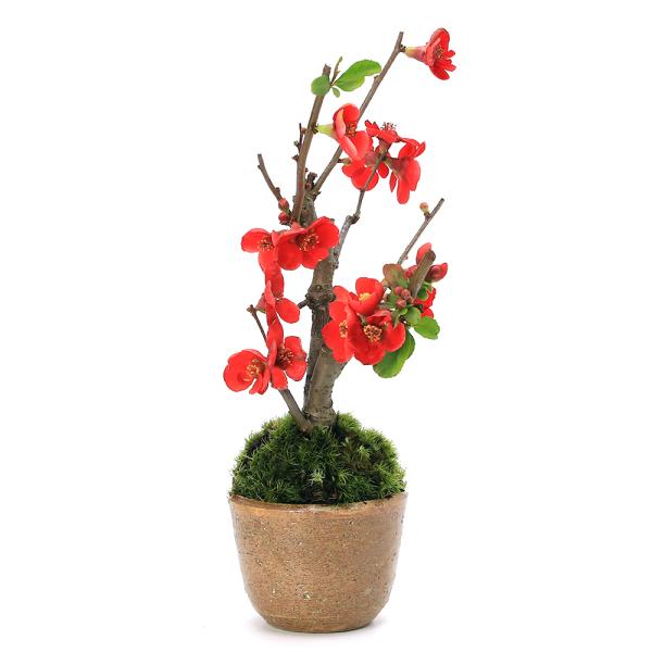 _gardening　_interior　ガーデニング　all_plants　花　苗　植物　植物生体　ガーデニング生体　育て方　育成方法　栽培方法　こけだま　こけ玉　苔玉　縁起木　縁起樹　盆栽　ボンサイ　苔盆栽　梅　木瓜　ボケ　長寿梅　um...