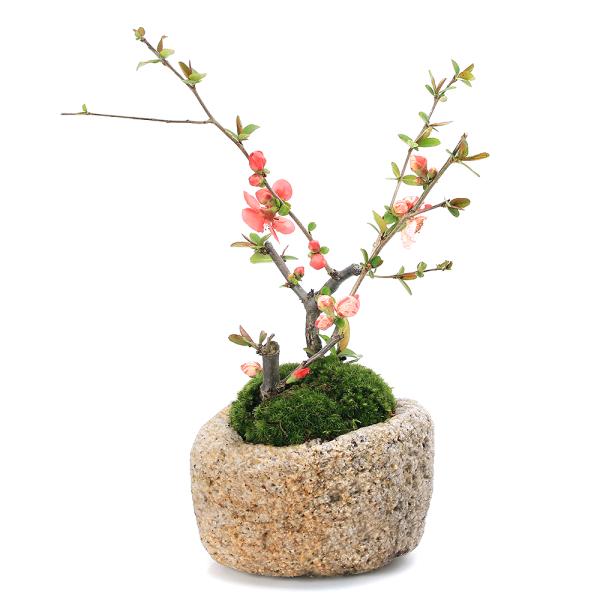 _gardening　_interior　ガーデニング　all_plants　花　苗　植物　植物生体　ガーデニング生体　育て方　育成方法　栽培方法　こけだま　こけ玉　苔玉　縁起木　縁起樹　盆栽　ボンサイ　苔盆栽　梅　木瓜　ボケ　長寿梅　um...