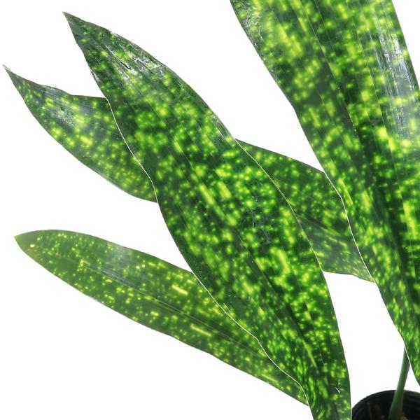 kotenplant　_gardening　ガーデニング　山野草　キジカクシ科　ハラン属　はらん　バラン　苗　育て方　育成方法　栽培方法　葉蘭　馬蘭　Ａｓｐｉｄｉｓｔｒａ　ｅｌａｔｉｏｒ　草木育種　草木六部耕種法　人造バラン　2023062...