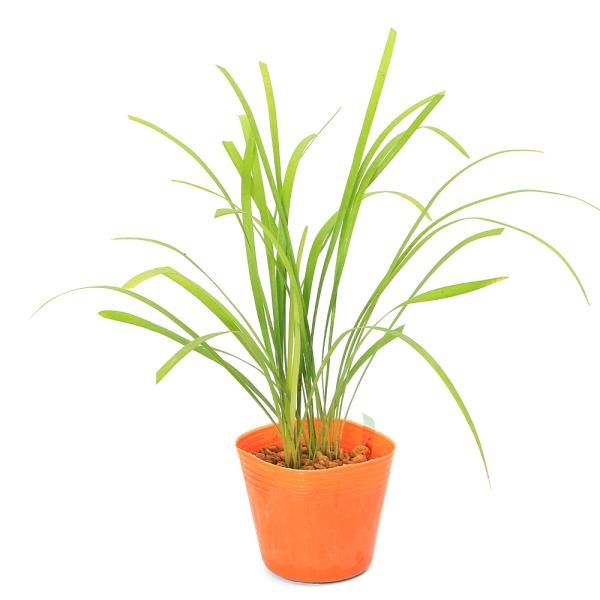 （観葉植物）　観葉植物　_kame　_hachu　_gardening　ガーデニング　山野草　苗　ヤブラン　藪蘭　リリオペ　Ｌｉｒｉｏｐｅ　ｍｕｓｃａｒｉ　サマームスカリ　グランドカバー　植物　植物生体　ガーデニング生体　ビバリウム　アクア...