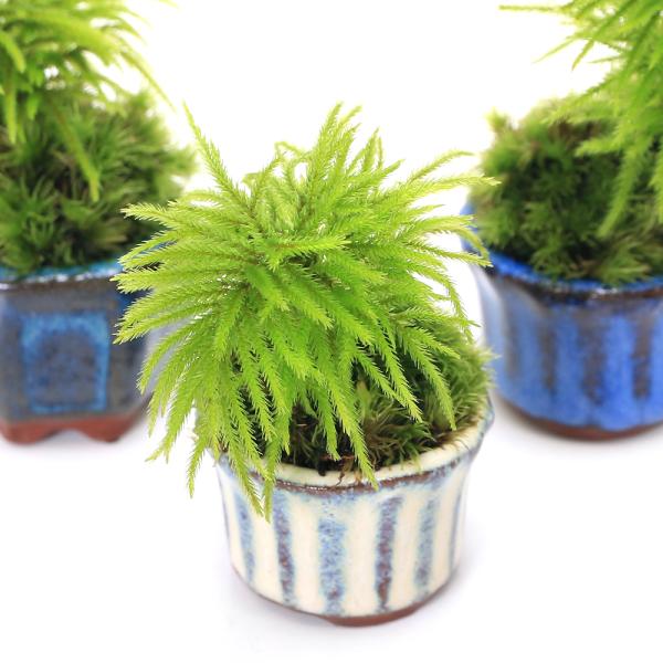 _interior　_gardening　ガーデニング　山野草　寄せ植え　koukaseki_series　sannyasou　20230731　ＲＭ　植物　植物生体　育て方　育成方法　栽培方法　koke_toki　koke_kwii　観葉...