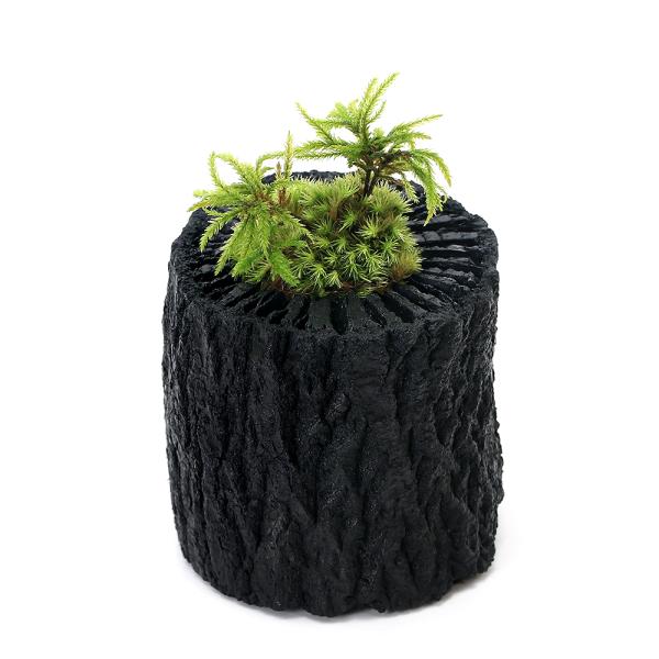 ガーデニング　園芸　花　鉢花　山野草　山野草盆栽　苔盆栽　特殊鉢　高山植物　炭　インテリア　盆栽　テラリウム　苔　コケ　AY　ヤマゴケ　菊炭　クヌギ炭　20230731　炭鉢植え　ホソバオキナゴケ　アラハシラガゴケ　Ｌｅｕｃｏｂｒｙｕｍ　ｎ...