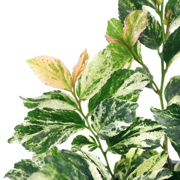 _gardening　ガーデニング　山野草植物　植物生体　ガーデニング生体　育て方　育成方法　栽培方法 sakaki　斑入りヒサカキ　サカキ　残雪　ザンセツ　ざんせつ　榊　20230808　ｙ23ｍ08 MK　2023kouki