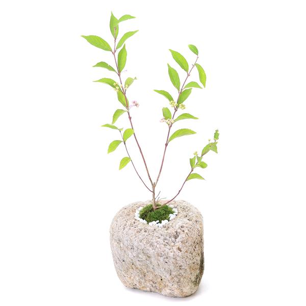 _interior　_gardening　ガーデニング　山野草　苔盆栽　抗火石　抗火石盆栽　抗火石鉢植え　bonsai_series　koukaseki_series　紅葉　秋　結実　見ごろ　育て方　育成方法　栽培方法　koke_isbt　...