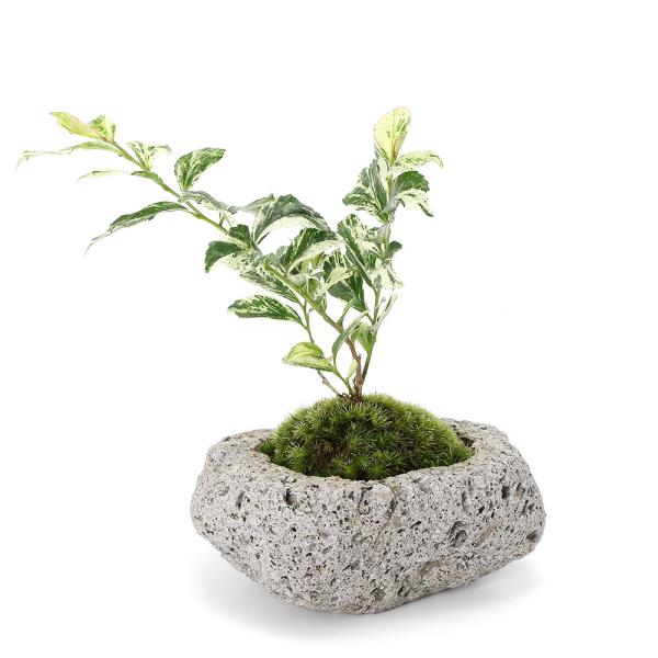 _interior　_gardening　ガーデニング　山野草　苔盆栽　抗火石　抗火石盆栽　抗火石鉢植え　bonsai_series　koukaseki_series　育て方　育成方法　栽培方法　koke_isbt　bnr_snykkbns...