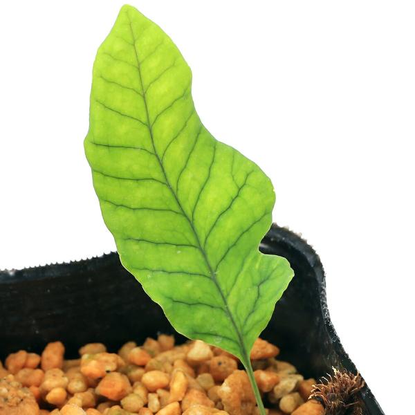 _gardening　観葉植物　園芸　ガーデニング　ビバリウム　テラリウム　パルダリウム　育て方　育成方法　栽培方法　草花盆栽　和盆栽　多年性　多年草　羊歯植物　シダ植物　シダ　品種　種類　常緑性多年草　着生植物　着生　着生シダ　着生羊歯　...