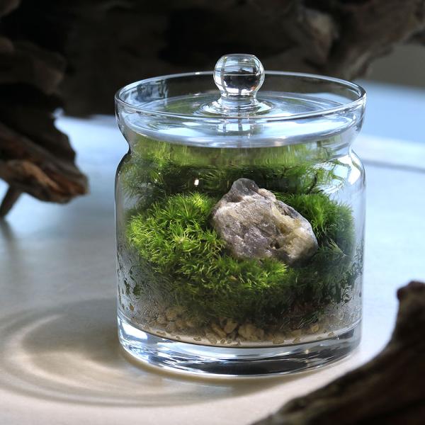 メーカー：用品+生体植物セット line2462terarium　interioraquastone　koketera　terrarium　テラリウム　テラリウムガラス　テラリウムキット　ガーデニング　観葉植物　苔テラリウム　コケテラリウム...