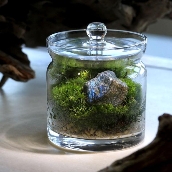 メーカー：用品+生体植物セット line2462terarium　interioraquastone　koketera　terrarium　テラリウム　テラリウムガラス　テラリウムキット　ガーデニング　観葉植物　苔テラリウム　コケテラリウム...