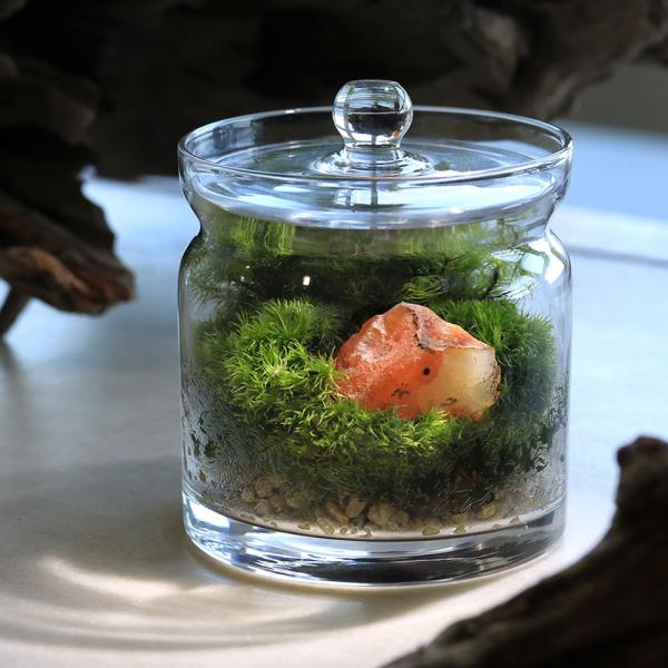 メーカー：用品+生体植物セット line2462terarium　interioraquastone　koketera　terrarium　テラリウム　テラリウムガラス　テラリウムキット　ガーデニング　観葉植物　苔テラリウム　コケテラリウム...