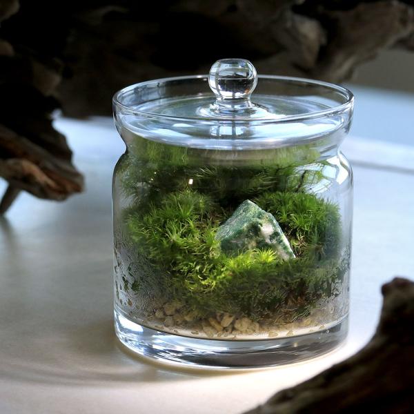 メーカー：用品+生体植物セット line2462terarium　interioraquastone　koketera　terrarium　テラリウム　テラリウムガラス　テラリウムキット　ガーデニング　観葉植物　苔テラリウム　コケテラリウム...