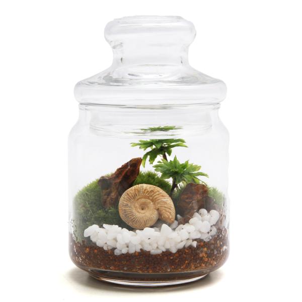 line2462terarium　interioraquastone　koketera　terrarium　mlmhousekotera　wintergift　kokebonsai　fathersday　テラリウム　テラリウムガラス　テラリ...