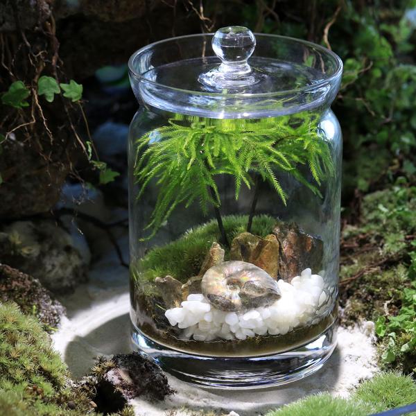 line2462terarium　interioraquastone　koketera　terrarium　mlmhousekotera　wintergift　kokebonsai　fathersday　テラリウム　テラリウムガラス　テラリ...