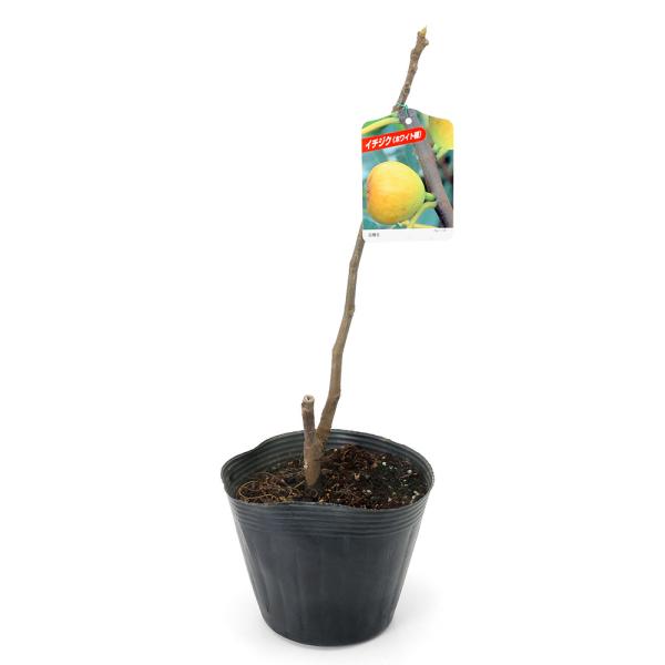 チャーム（charm） （観葉植物）果樹苗 イチジク ホワイト種 5〜6号