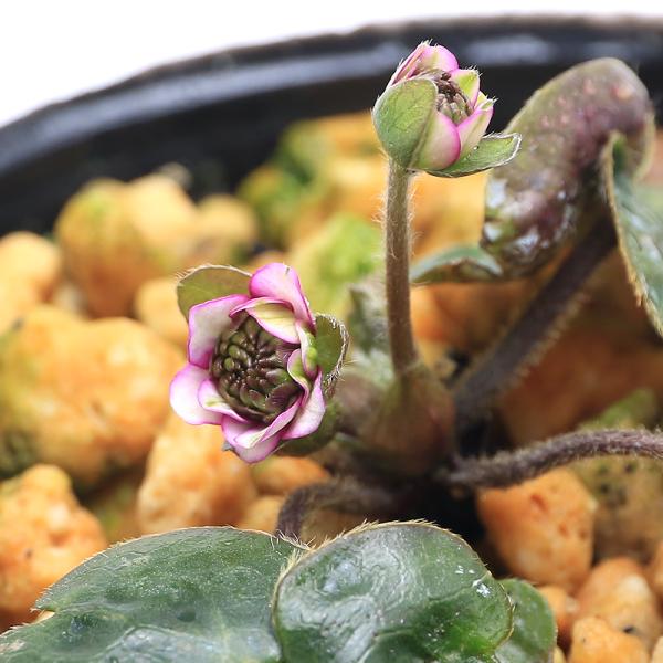 チャーム（charm） （山野草）ユキワリソウ（雪割草）赤花 三段咲 2