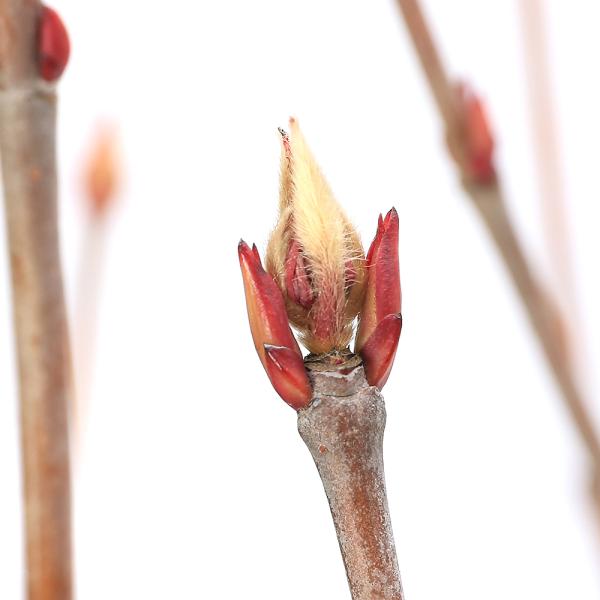 _gardening　ガーデニング　山野草　植物　盆栽　樹木　落葉低木　縁起木　赤実　植物生体　ガーデニング生体　育て方　育成方法　栽培方法　ガマズミ　ガマズミ科　ガマズミ属　ビバーナム　莢迷　Ｖｉｂｕｒｎｕｍ　ｄｉｌａｔａｔｕｍ　庭木　2...