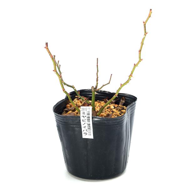 ガーデニング　山野草　植物　植物生体　ガーデニング生体　育て方　育成方法　栽培方法　盆栽　落葉低木　つる性低木　ノイバラ　野茨　ノバラ　野薔薇　いばら　バラ科　バラ属　Ｒｏｓａ　ｍｕｌｔｉｆｌｏｒａ　ｖａｒ．　ａｄｅｎｏｃｈａｅｔａ　202...