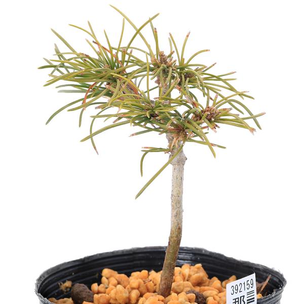 _gardening　ガーデニング　山野草　松　盆栽　マツ　Ｐｉｎｕｓ　Ｐａｒｖｉｆｌｏｒａ　ゴヨウマツ　五葉松　縁起樹　縁起木　osyougatu_plants　osyougatu_item　植物　植物生体　ガーデニング生体　育て方　育成...
