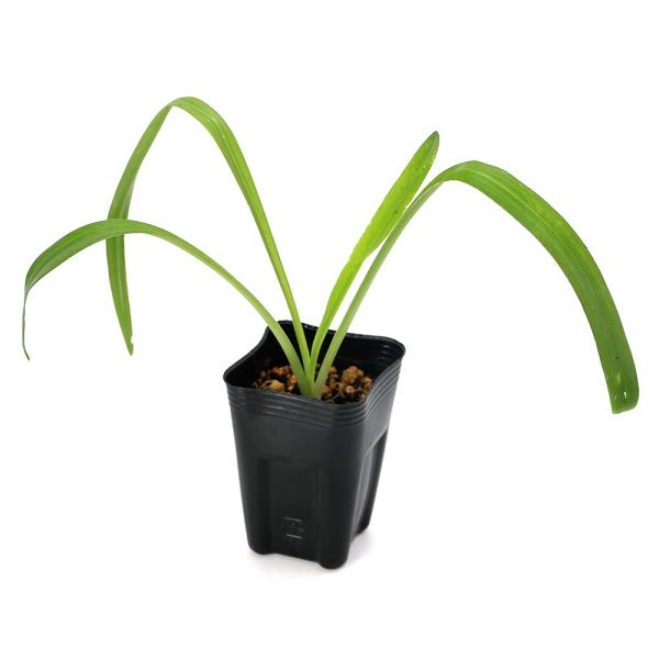 ガーデニング　山野草　ねじばな　ねじ花　ネジレバナ　白　_gardening　植物　植物生体　ガーデニング生体　育て方　育成方法　栽培方法　日本産　国産　白い　綟摺　苗　鉢植え　ポット　20240705　YH　y24ｍ07　2024kouki