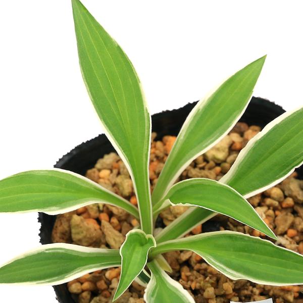 kotenplant　_gardening　ビオトープ　ガーデニング　水辺植物　その他水辺植物　両爬向き植物　山野草　植物生体　ガーデニング生体　育て方　育成方法　栽培方法　ギボウシ　キジカクシ科　ギボウシ属　ホスタ属　ホスタ　コーライ　タ...