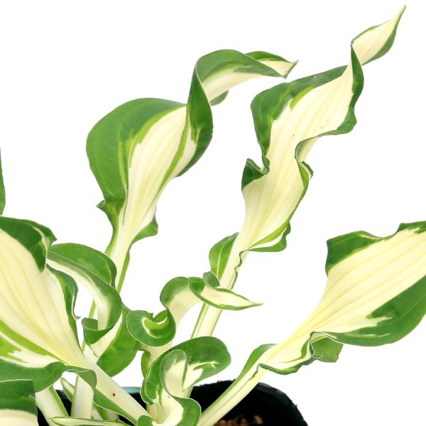 kotenplant　_gardening　ビオトープ　ガーデニング　水辺植物　その他水辺植物　両爬向き植物　山野草　植物生体　ガーデニング生体　育て方　育成方法　栽培方法　ギボウシ　キジカクシ科　ギボウシ属　ホスタ属　ホスタ　コーライ　タ...